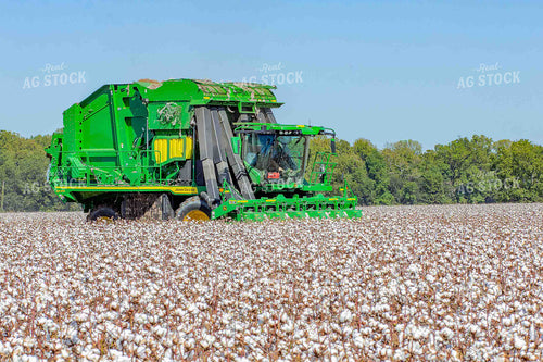 Cotton Harvest 291046