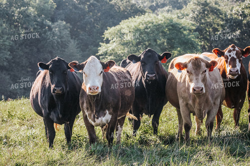 Cattle on Pasture 182035