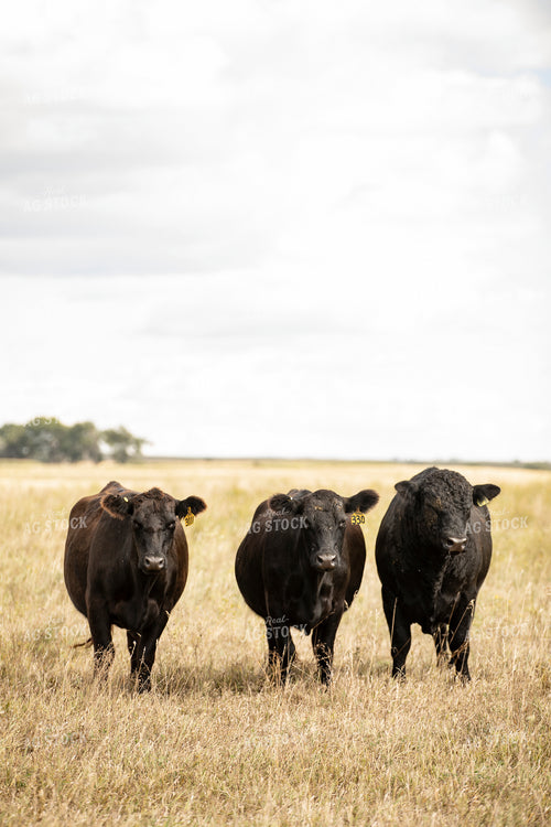 Cattle on Pasture 285096