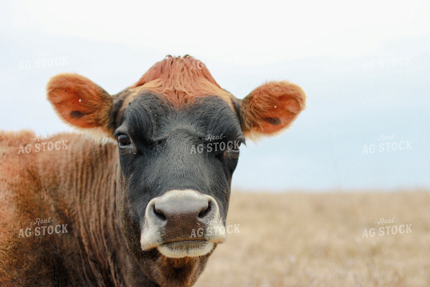 Jersey Cow 173003