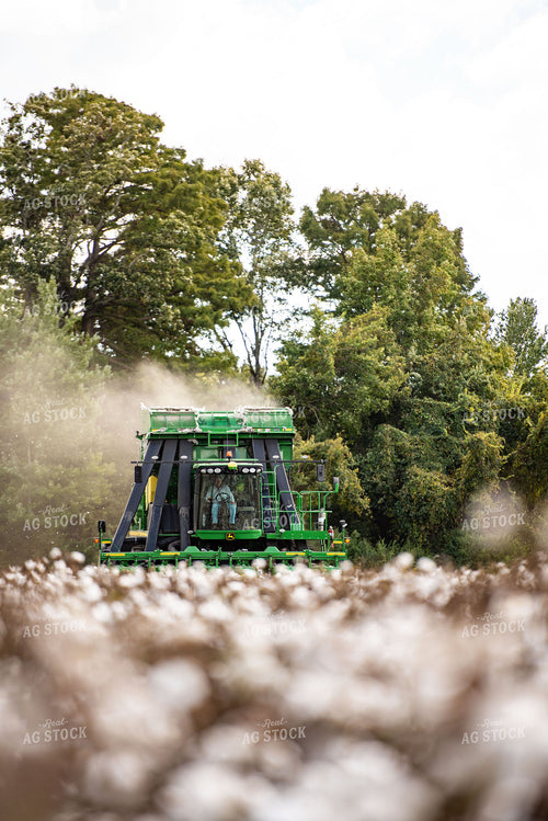 Cotton Harvest 136127