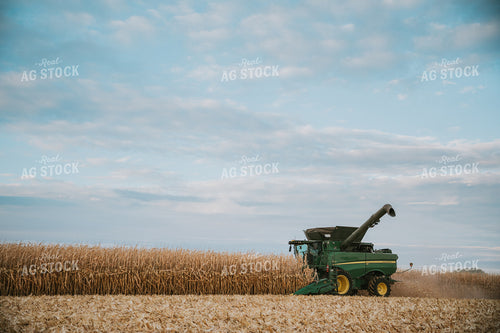 Corn Harvest 6927