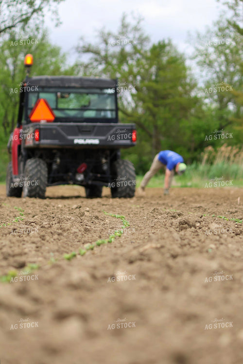 Farmer Picking Up Rocks 109177
