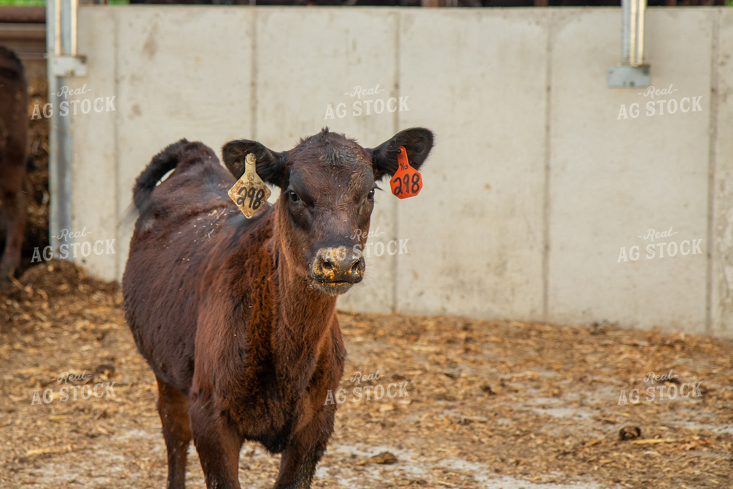 Calf 67481