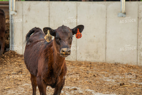 Calf 67481