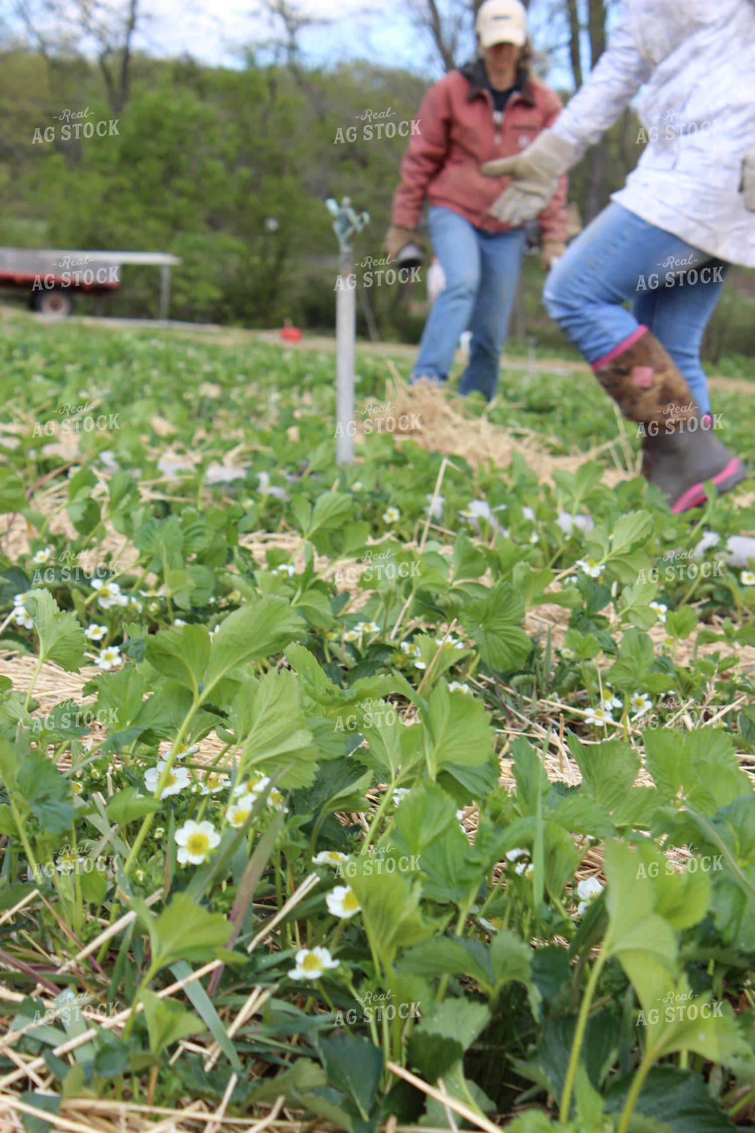 Farmer in Strawberry Field 73029