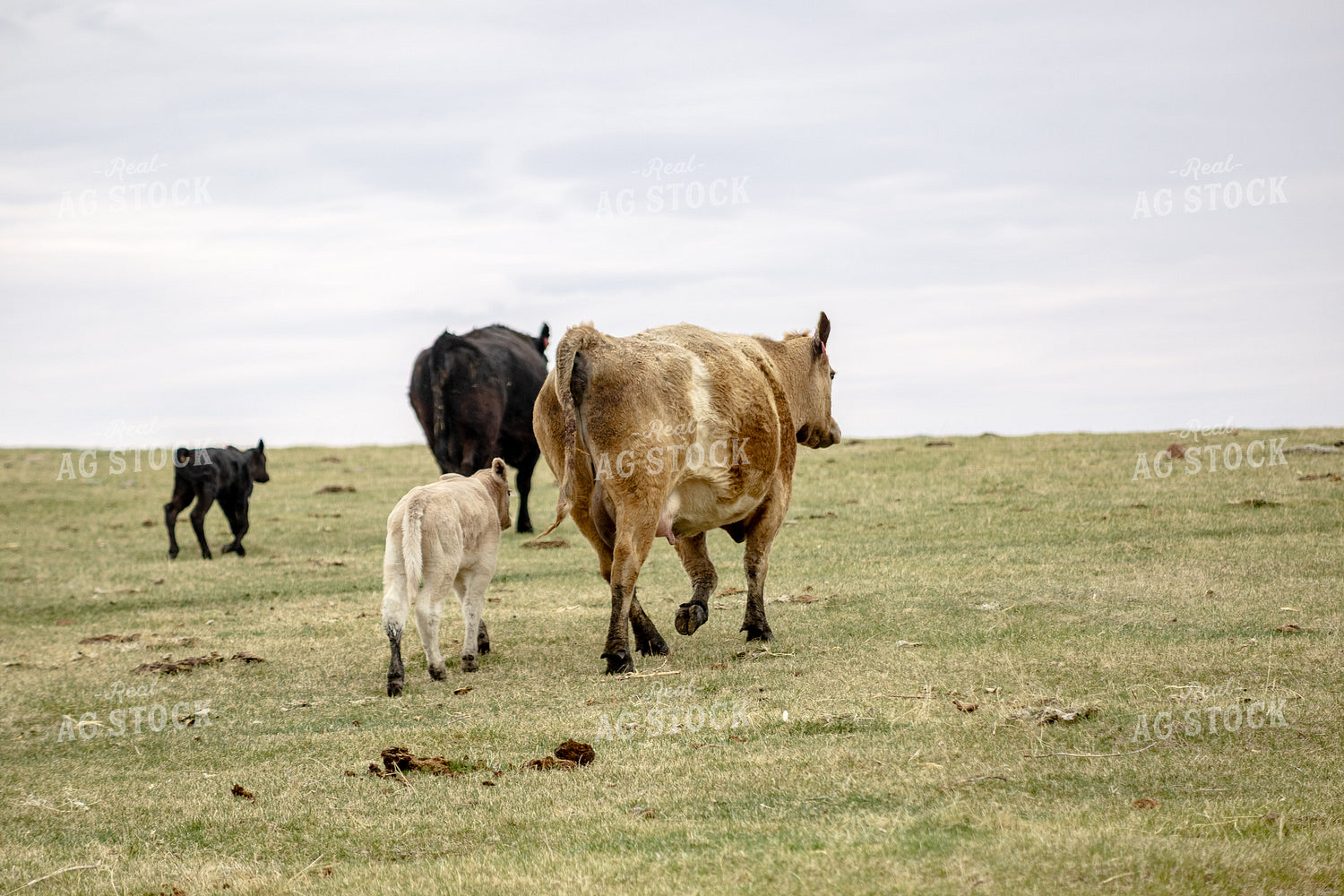 Cattle Walking in Pasture 155701