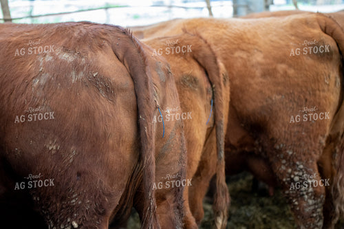CIDRs in Cattle 193094