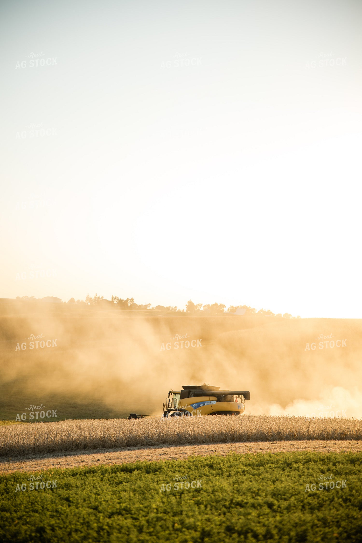 Soybean Harvest 215136