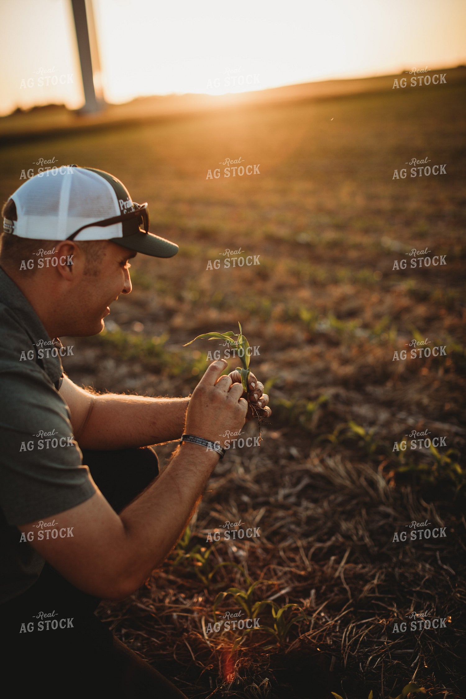 Farmer Agronomist Examining Corn Roots in Triticale Cover Crop Field 5908