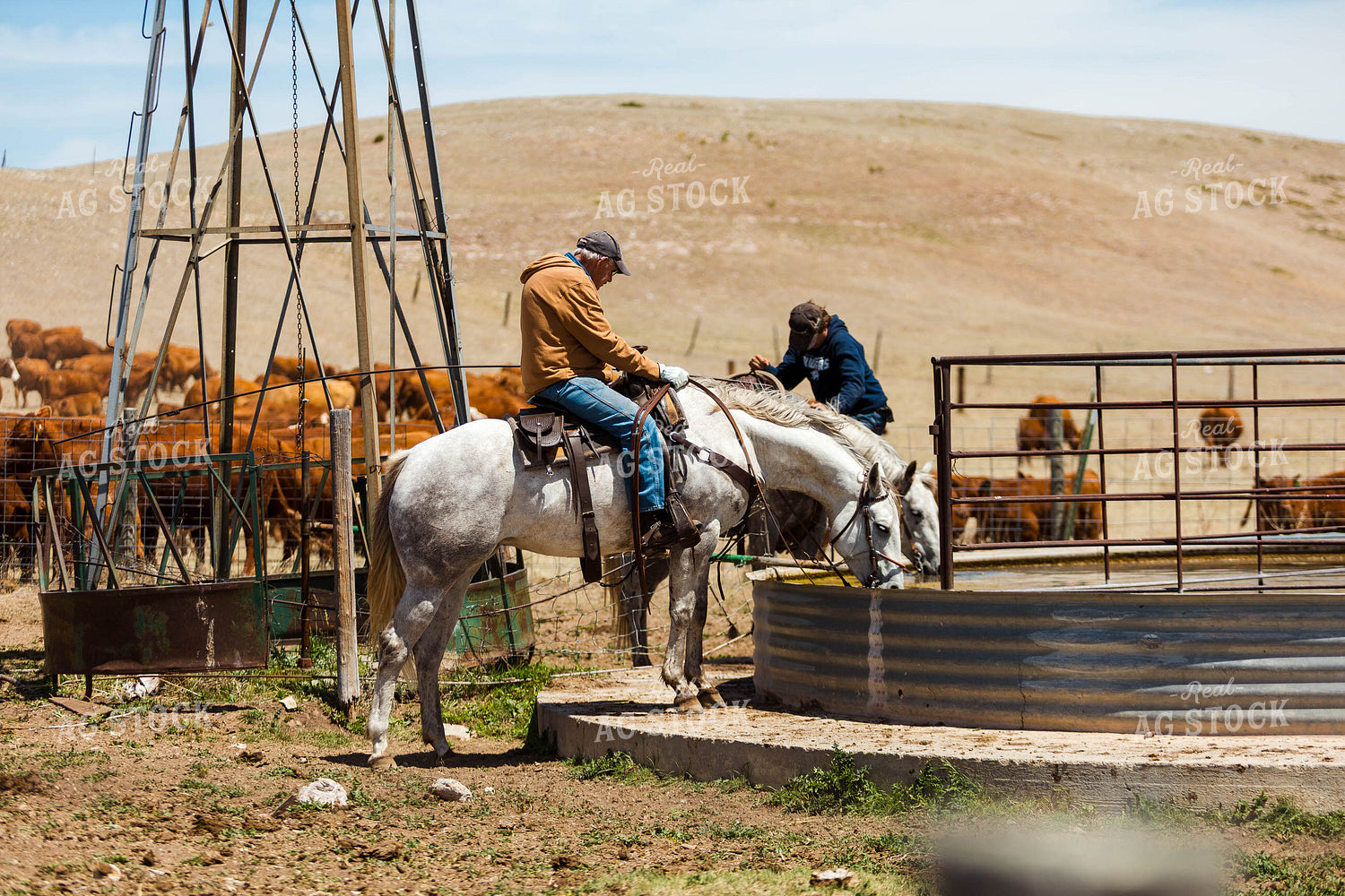 Horses Drinking From Water Tank 97220