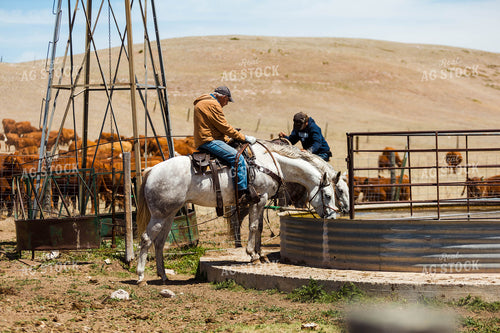 Horses Drinking From Water Tank 97220