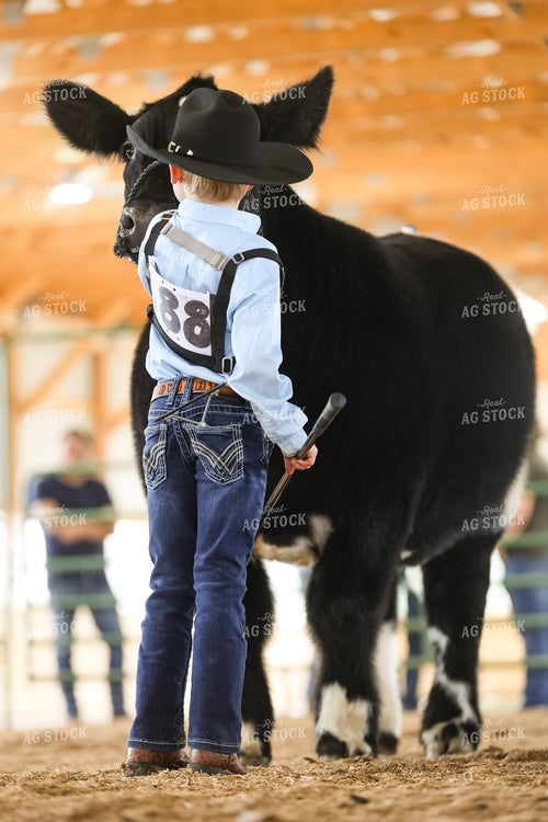 Showing Cattle 295122