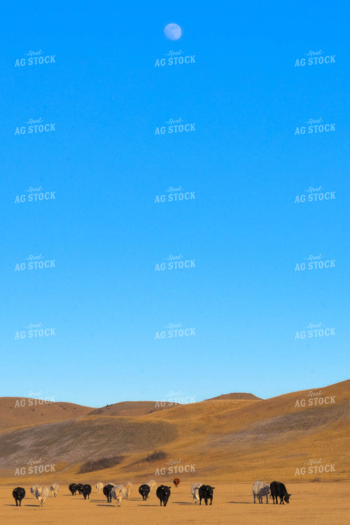 Cattle Grazing 299141