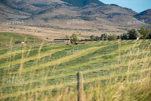 Irrigated Hay Field with Raked Hay 51020