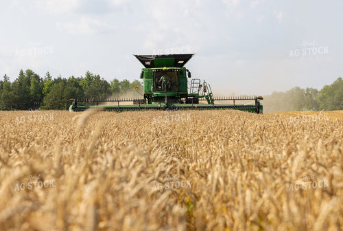 Wheat Harvest 79804