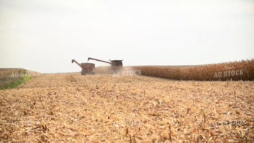 Harvesting Corn on Flat Ground - 453