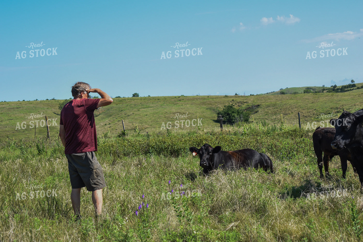 Rancher Checking Cattle 259016