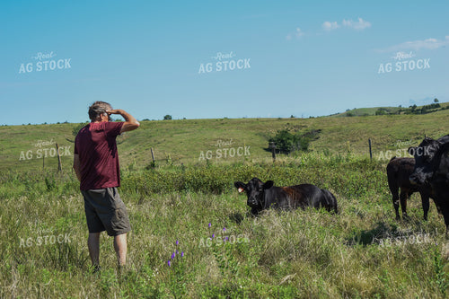 Rancher Checking Cattle 259016
