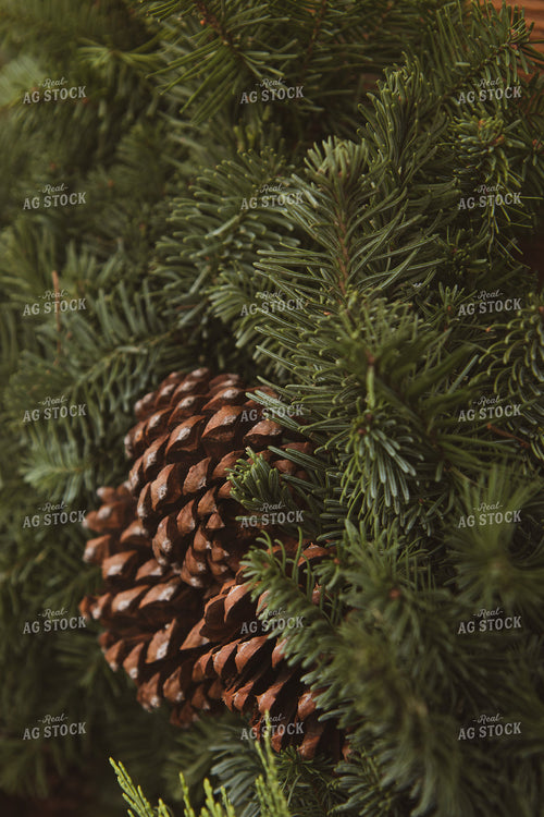 Pine Cones in Tree 67917