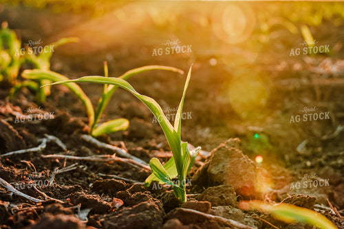 Corn Plant 65068