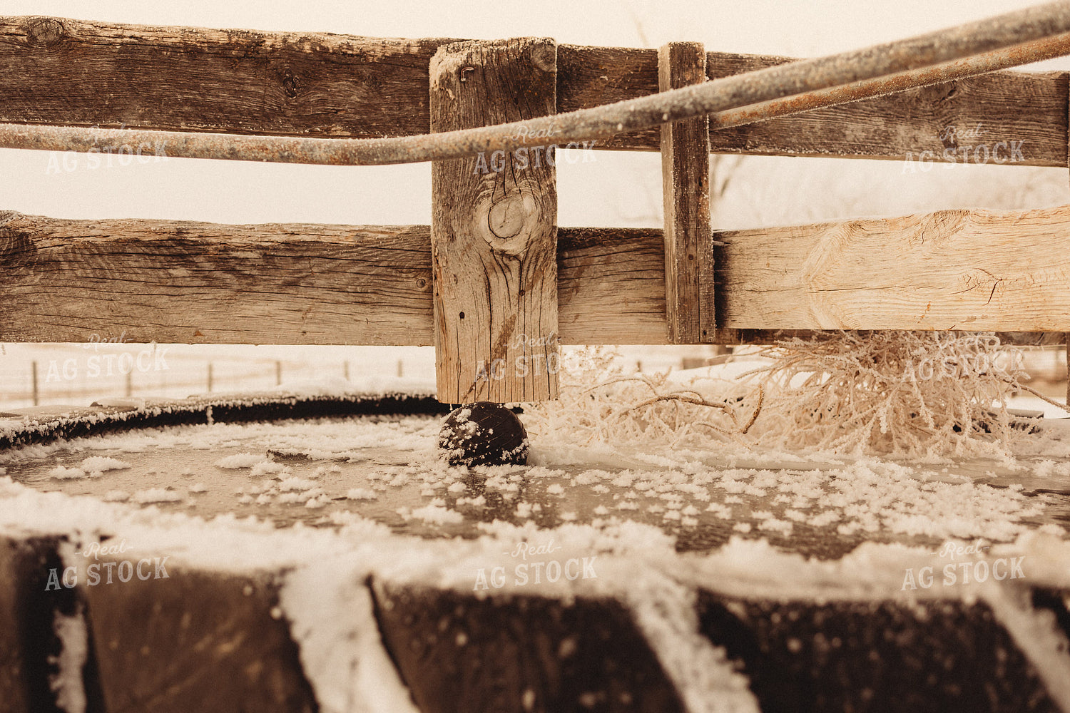 Water Trough Frozen Over 61161