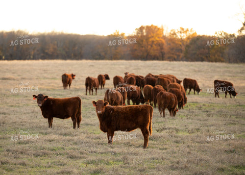 Red Angus Cattle 264009