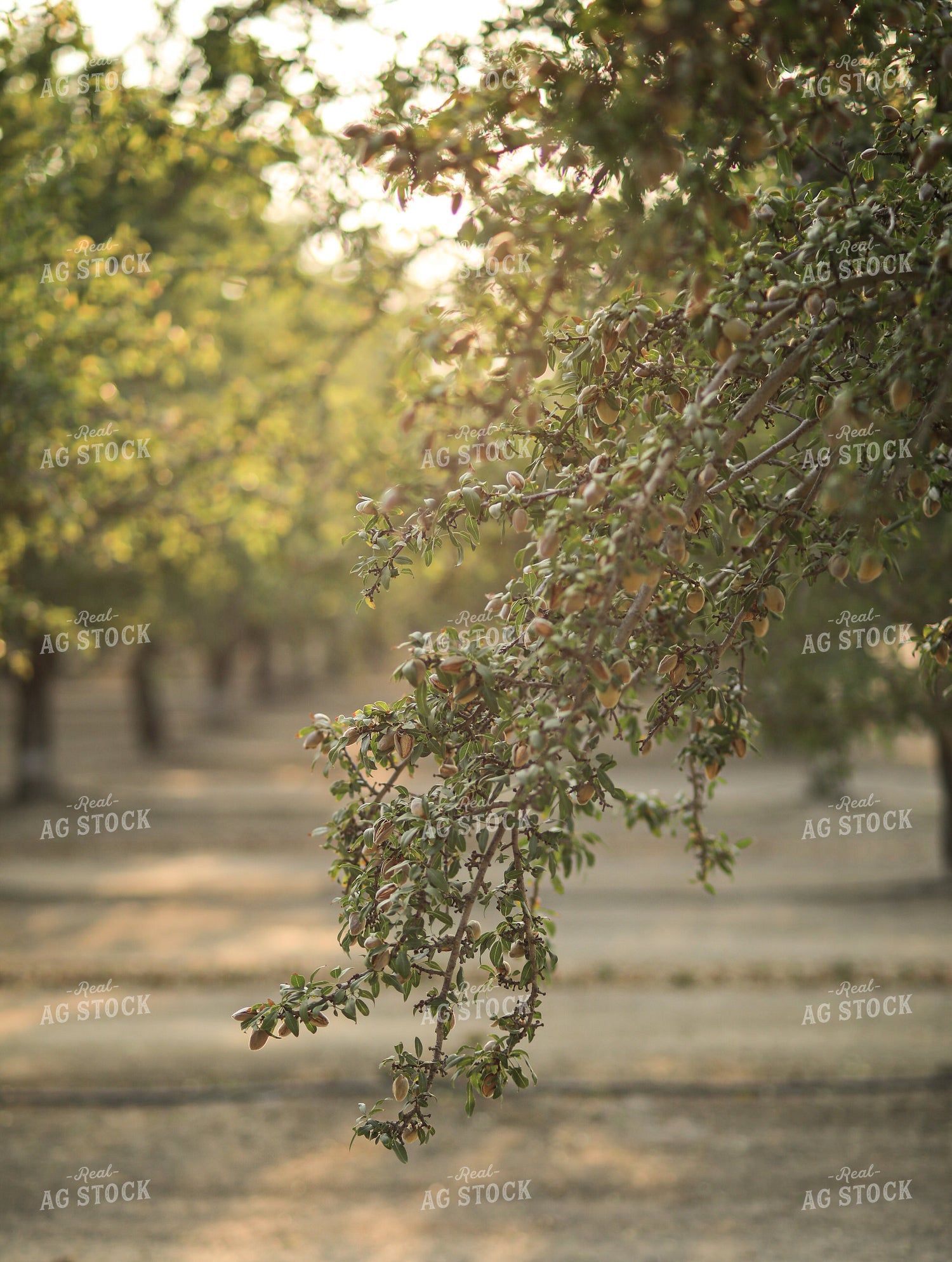 Almond Orchard 180000