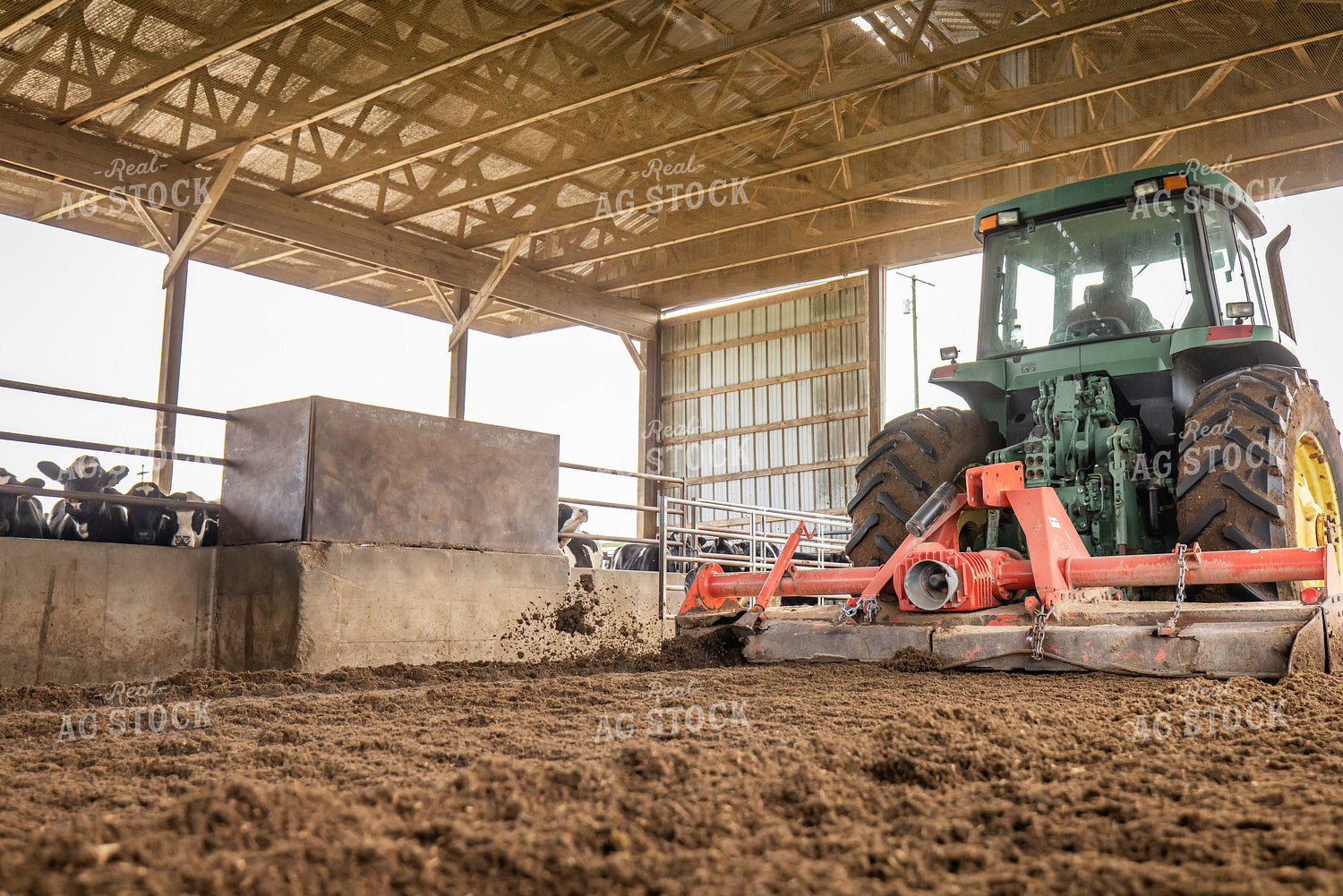 Laying Compost Bedding in Dairy Barn 270056