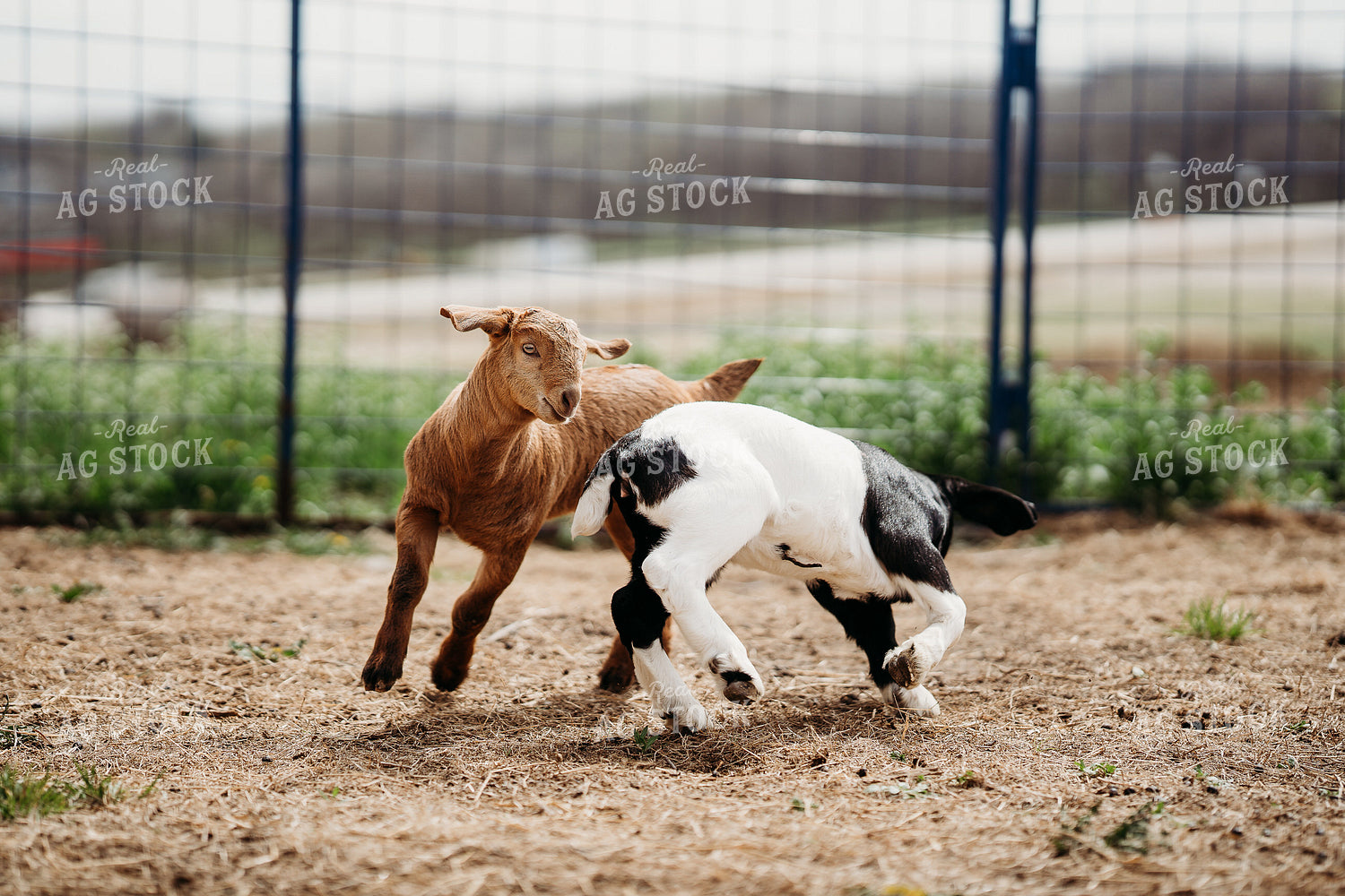 Goat Kids 196266
