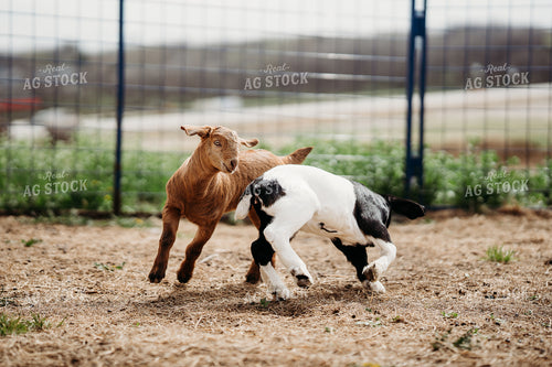 Goat Kids 196266