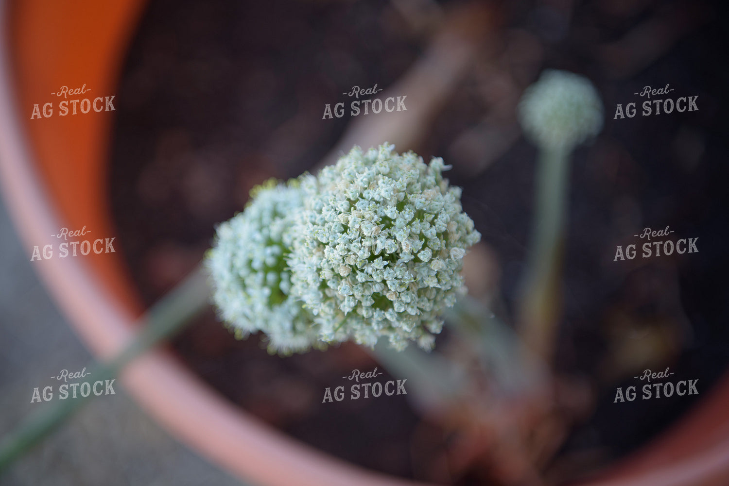 Commercial Onion Seed Flowering 57011