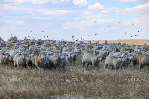 Sheep 261017