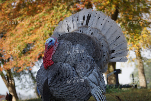 Turkey in Forest 126002