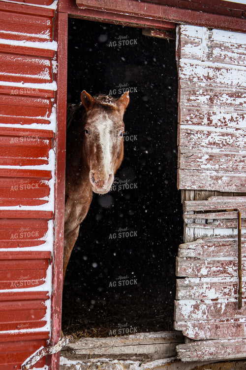 Horse 155017