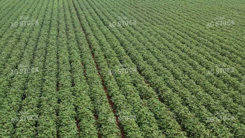 Aerial of Cotton Field in Bloom 79338