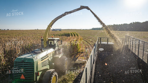 Silage Harvest 56531