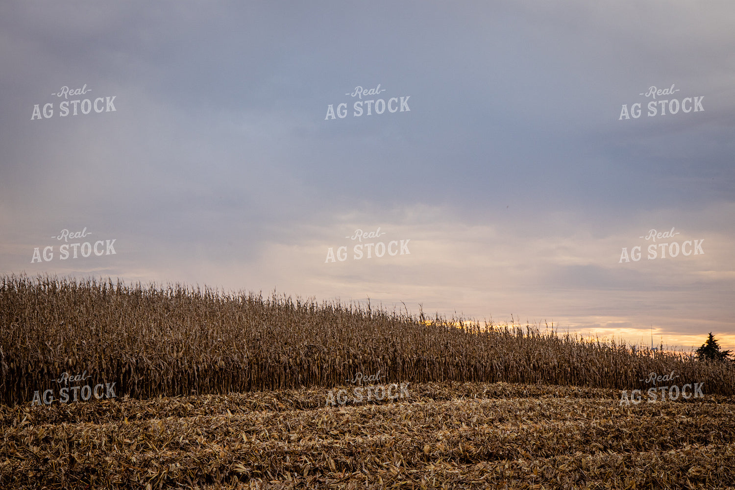 Dried Field of Corn 268221