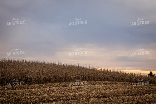 Dried Field of Corn 268221