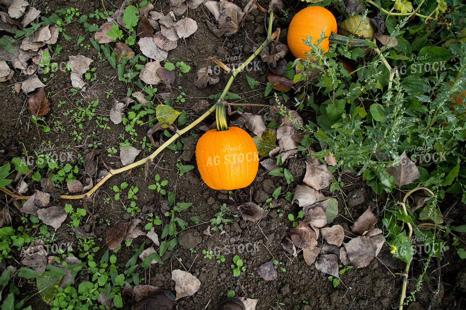 Pumpkins 276062