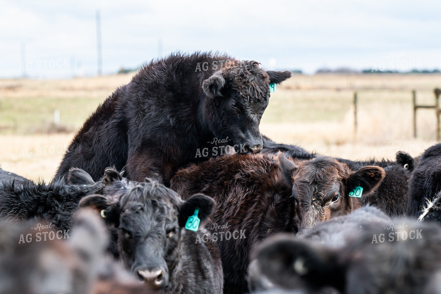 Cattle on Pasture 192052