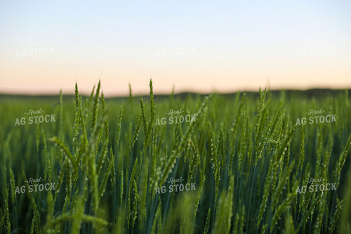 Green Willow Creek Winter Wheat 87002