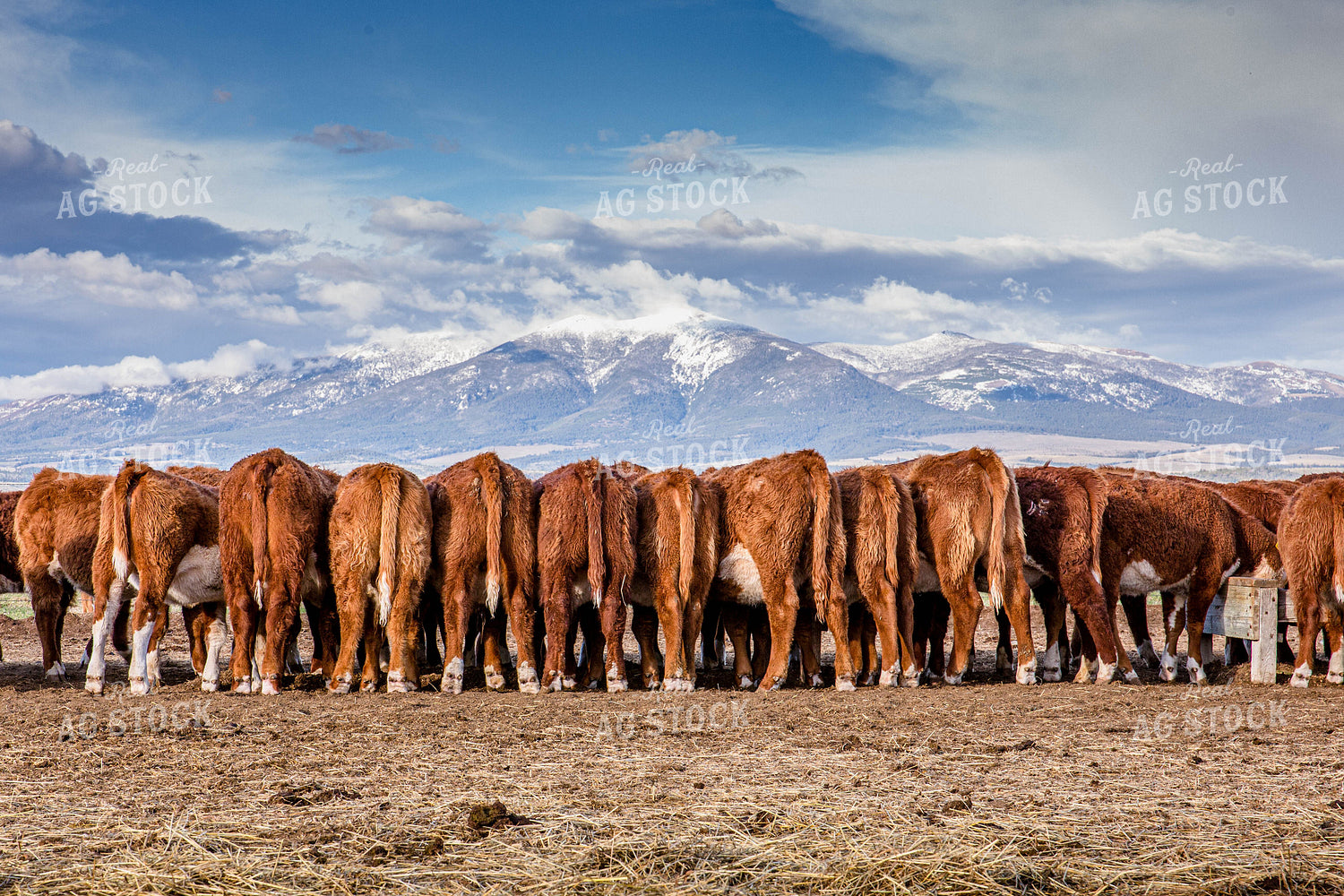 Hereford Cattle Lined Up Facing Mountains in the Background 81133