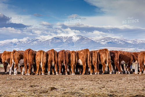 Hereford Cattle Lined Up Facing Mountains in the Background 81133