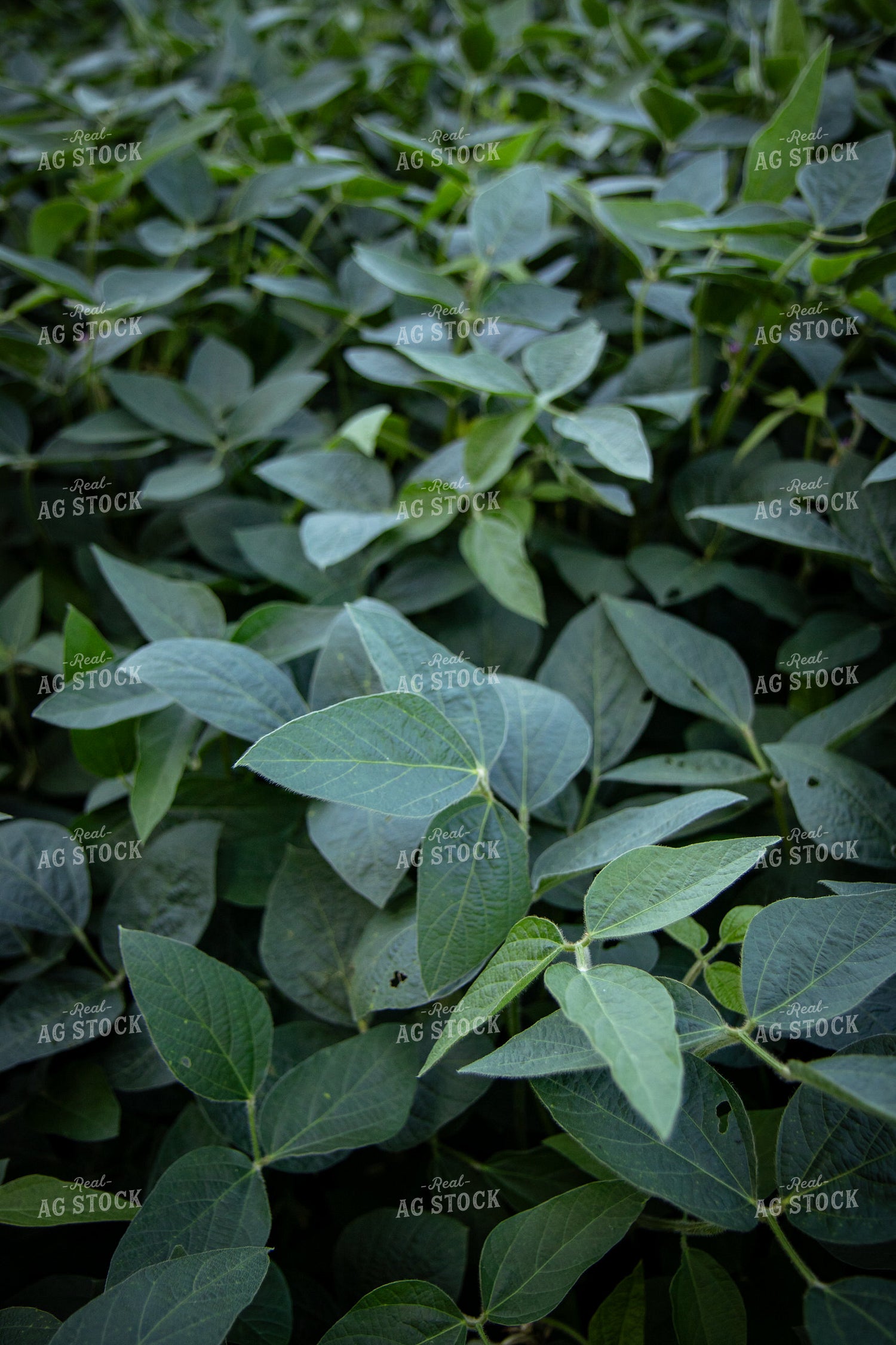 Mid-Season Soybean Field 268145