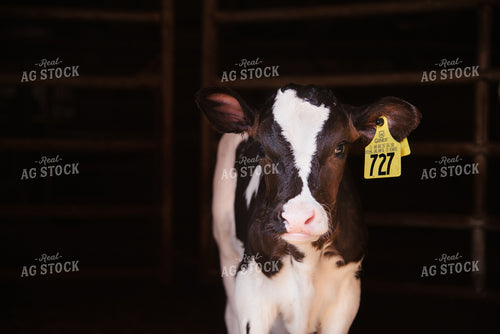 Holstein Calf 137047