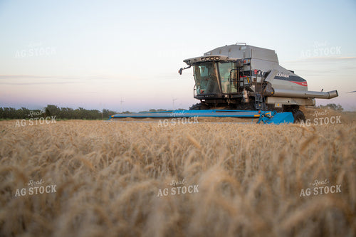 Wheat Harvest 208016