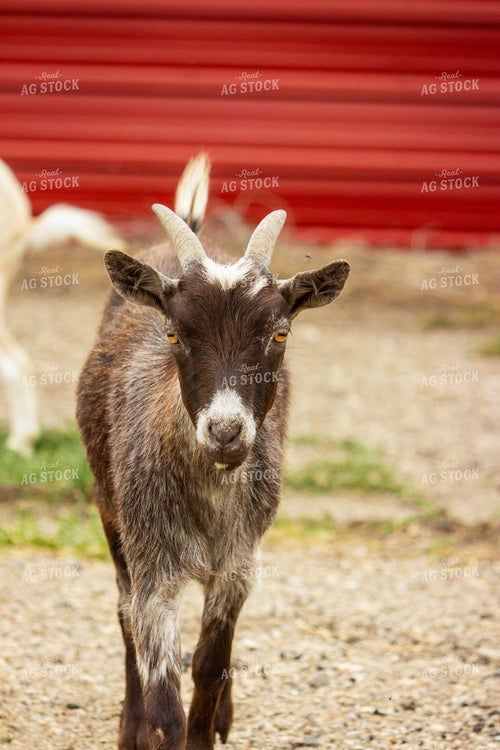 Nigerian Dwarf Goat 155227