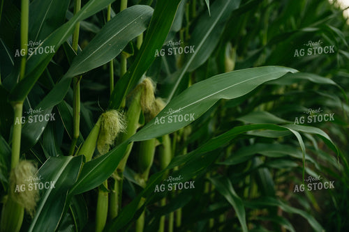 Sweet Corn 125291