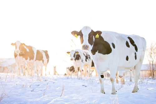 Holstein Cows in Pasture 55022